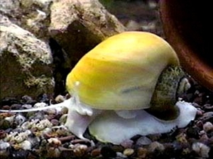 Image de Ampularia australis lemon