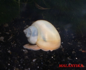 Image de Ampullaria australis white pearl 
