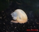 Image de Ampullaria australis white pearl 