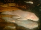 Image de Ancistrus gold  S