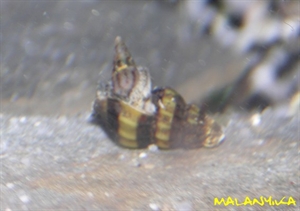 Image de Anentome Helena (ex Clea Helena)