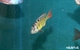 Image de Astatotilapia CH44