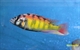 Image de Astatotilapia sp all red keynia 