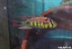 Image de Astatotilapia yellow belly