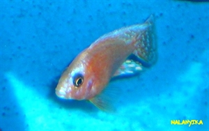Image de Aulonocara sp red orchid cpl