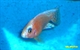 Image de Aulonocara sp red orchid cpl
