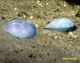 Image de Batissa violacea