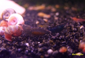 Image de Caridina fernadio