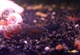 Image de Caridina fernadio