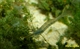 Image de Caridina sumatra long nose 