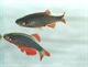 Image de Celestichthys margaritatus    Microrasbora sp. Galaxy 