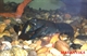 Image de Cherax destructor
