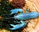 Image de Cherax destructor albidus blue