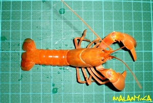 Image de Cherax holtuisi orange