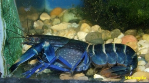 Image de Cherax sp blue moon 