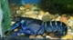 Image de Cherax sp blue moon 