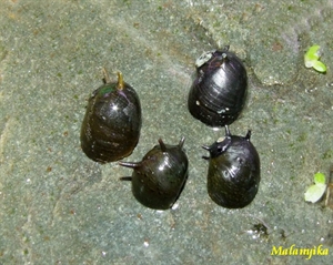 Image de Clithon corona sp  black ursin