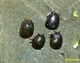 Image de Clithon corona sp  black ursin
