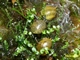 Image de Clithon corona sp green