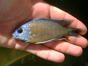 Image de Copadichromis borleyi kadengo red l