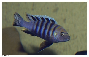 Image de Cynotilapia afra cobue