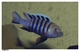 Image de Cynotilapia afra cobue