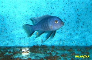 Image de Cynotilapia axelrodi