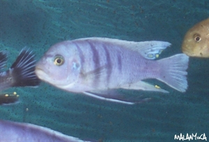 Image de Cynotilapia gallierya reef
