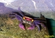 Image de Geosesarma  sp crabe vampire (femelles)