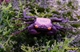 Image de Geosesarma sp crabe vampire (couple)