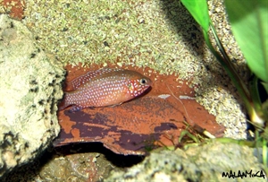 Image de Hemichromis lifalili