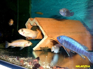 Image de Labeotropheus trevawasae tumbi west 