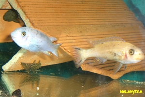 Image de Labeotropheus trewavasae tumbi west  O (m/F)  (couple) 