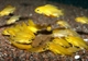 Image de Labidochromis caereleus m