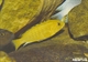 Image de Labidochromis caereleus L