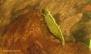 Image de Neocaridina heteropoda sp green