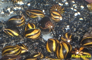 Image de Neritina sp big line