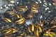 Image de Neritina sp big line