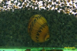 Image de Neritina sp sulawesi red spotted