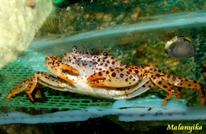 Image de Paracthelphusa sp pantherina