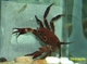 Image de Parasesarma sp purple panther crab 
