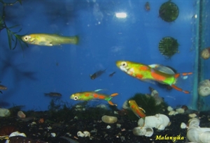 Image de Poecillia endlers   red flare  (cpl)