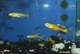 Image de Poecillia endlers   red flare  (cpl)