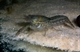 Image de Procambarus marmor blue