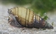 Image de Tiara sp green snail