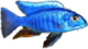 Image de la catégorie Haplos