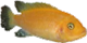 Image de la catégorie M'Bunas