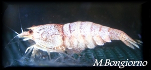 Image de Caridina cantonensis sp Snow White  medium 