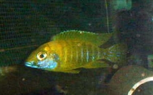 Image de Aulonocara baenshi benga
