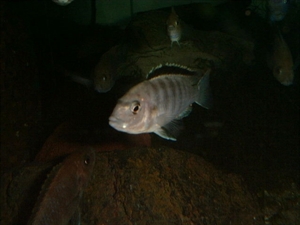 Image de Labidochromis caereleus n kali  sm